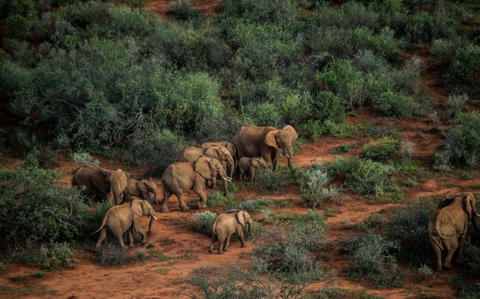 Sarara elephants