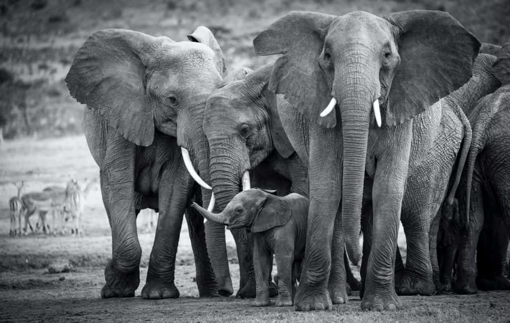 Enasoit elephants