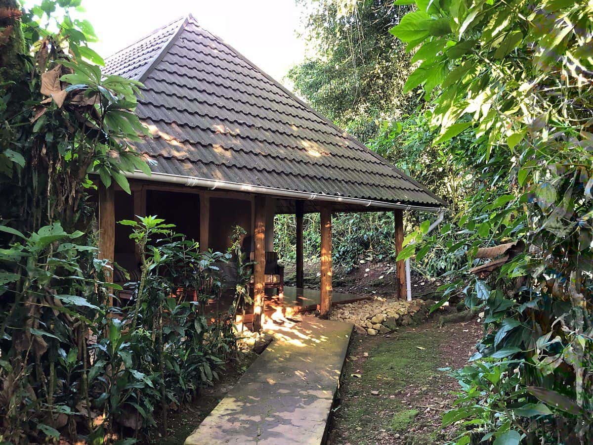 sanctuary-gorilla-forest