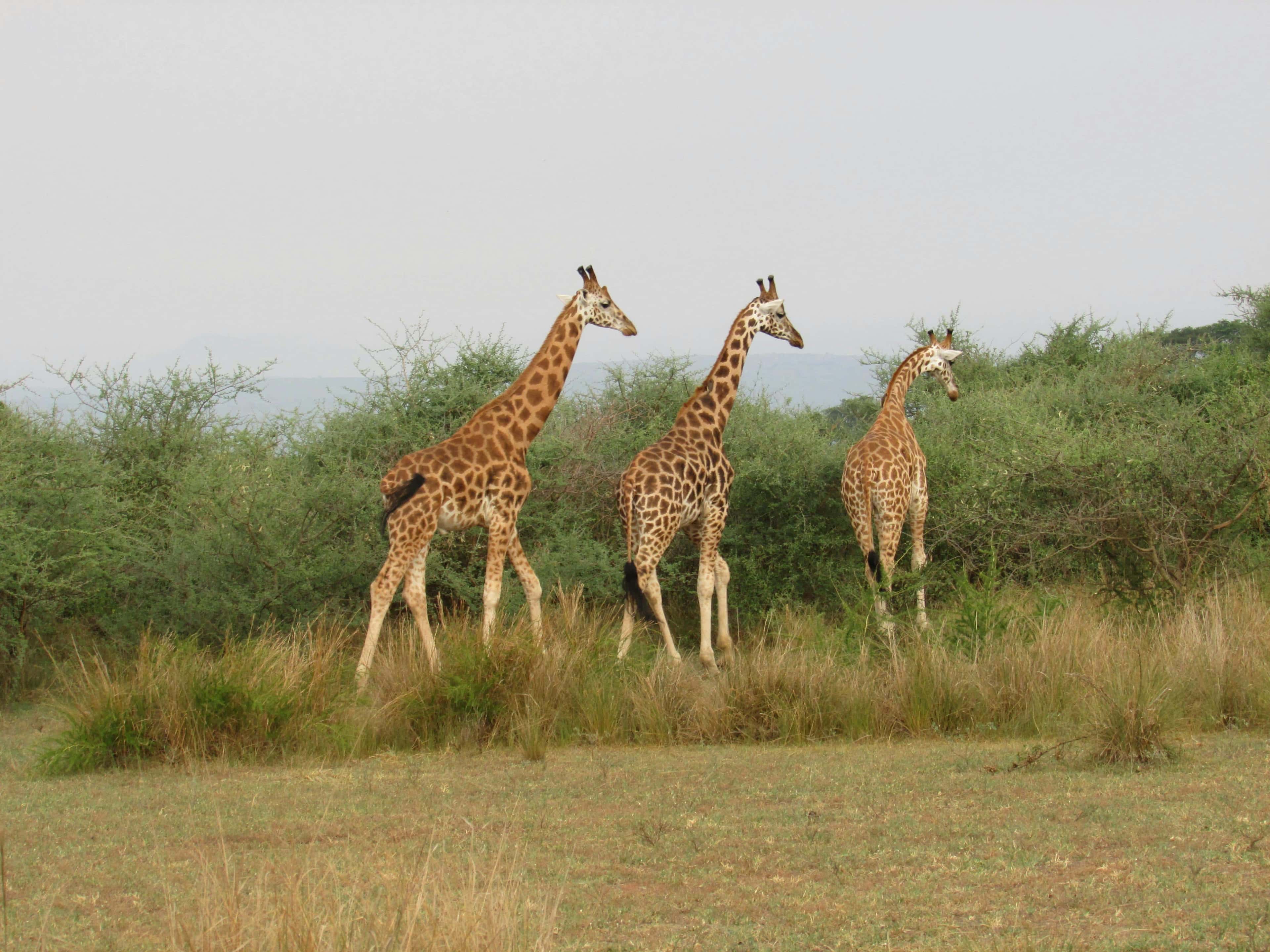 giraffes