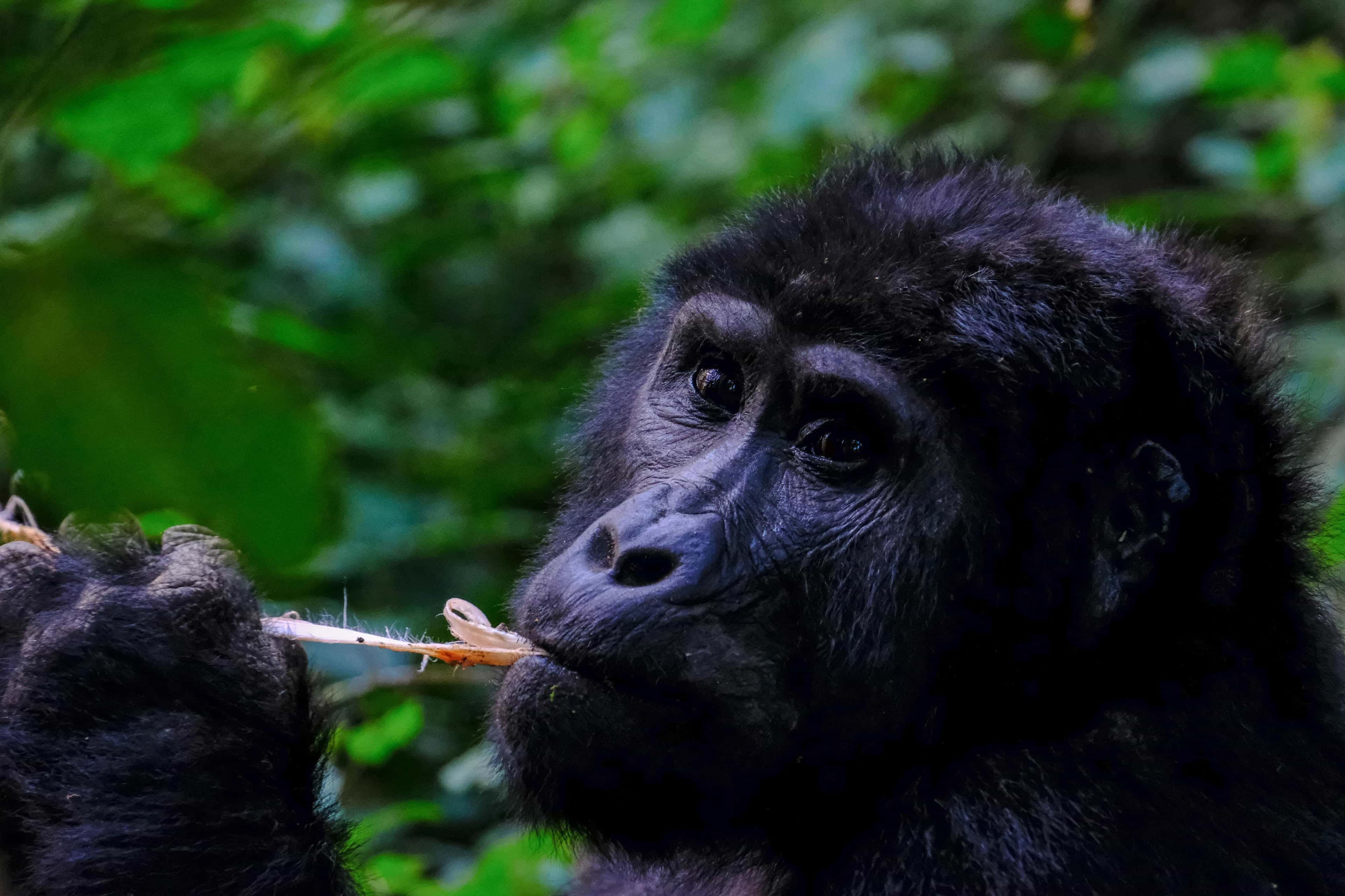 Gorilla