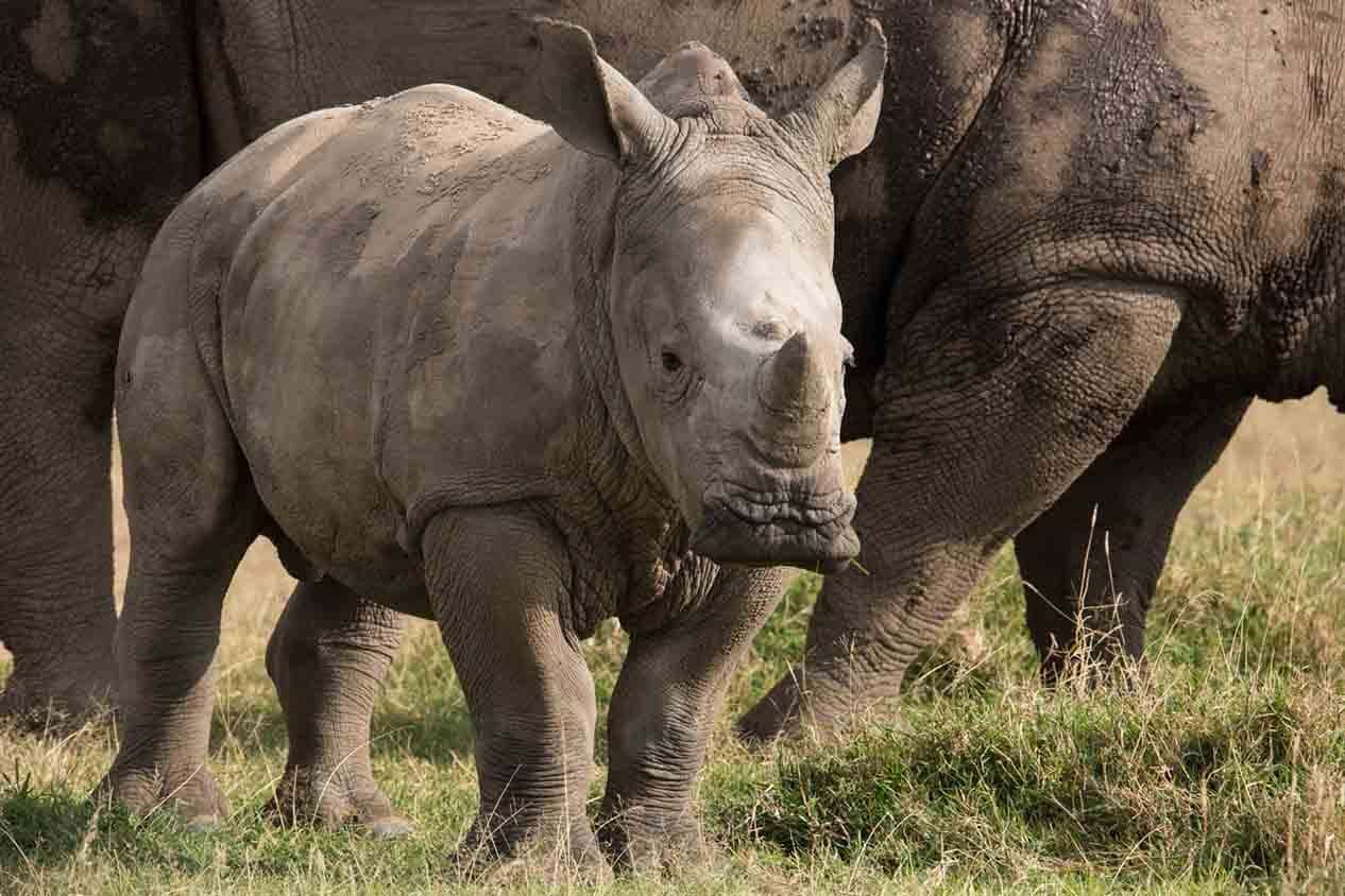 solio lodge WILDLIFE GAME DRIVES baby rhino