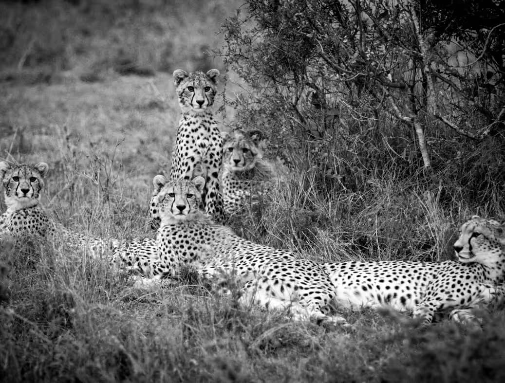 Cheetahs at Segera