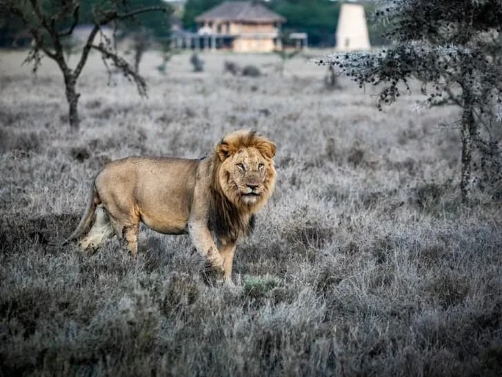 Lion at Segera