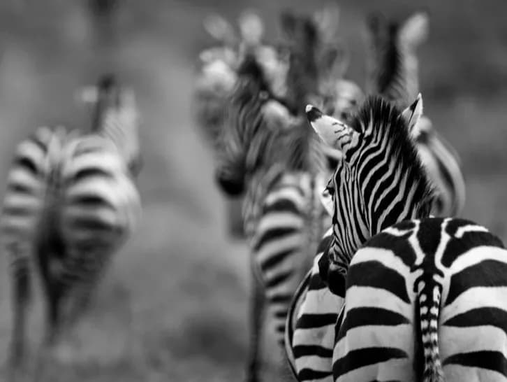 Zebras at segera