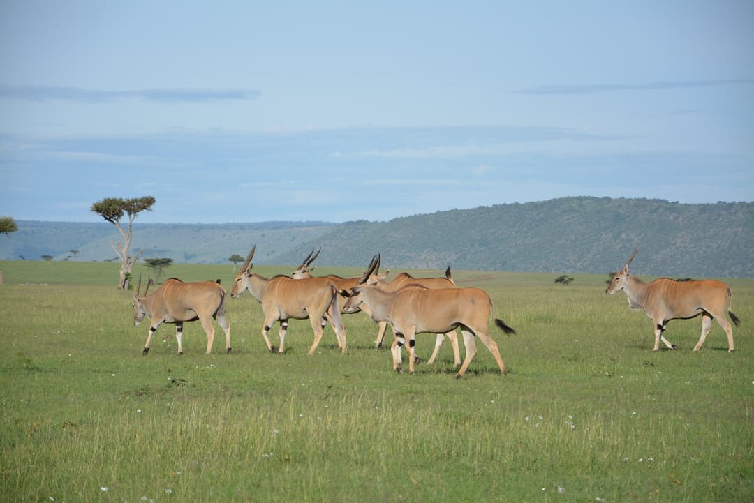 Across-The-Wild-Road-Safari-Main