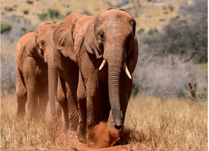 Elephants Moving