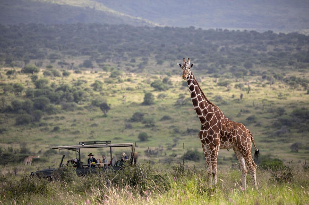 Elewana x