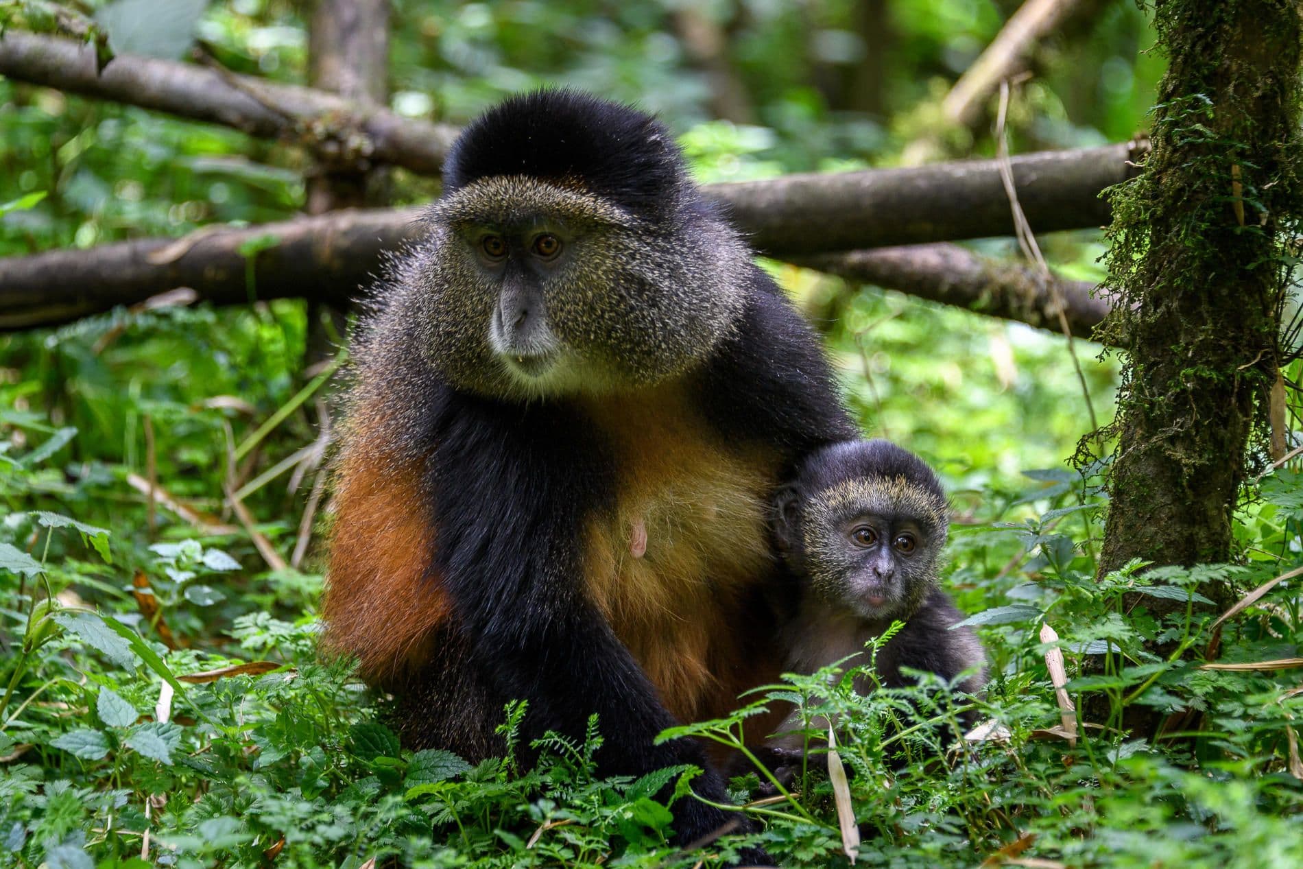 Golden Monkey Trekking