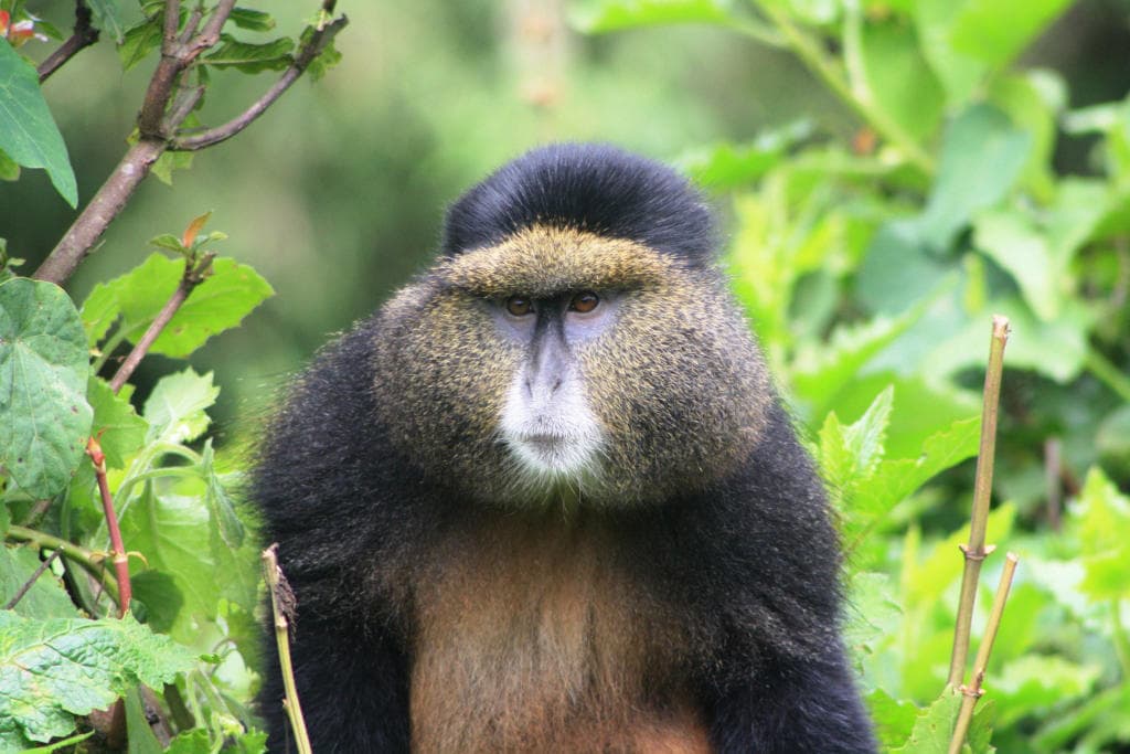 Golden Monkey Trekking