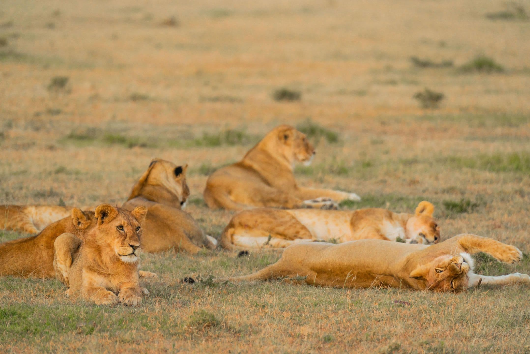 Naboisho Camp Pride Of Lionesses