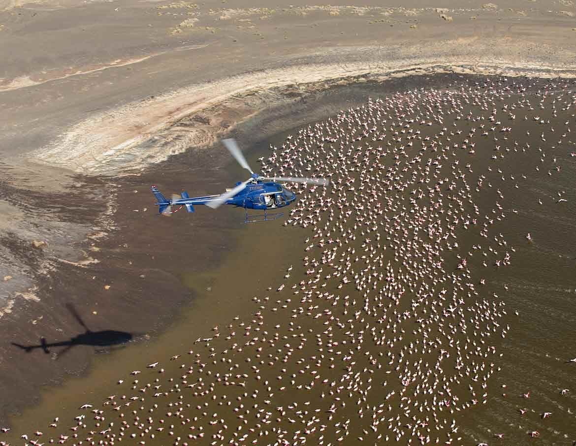 Helicopter ride, bird seeing