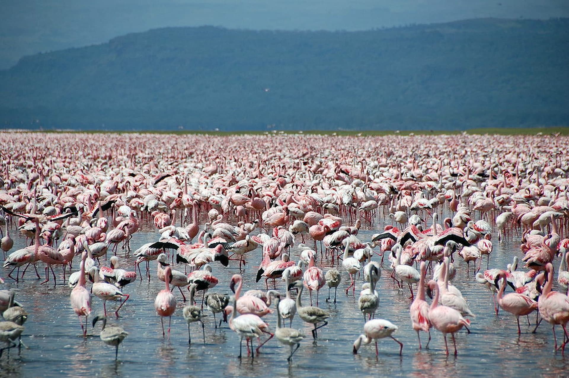 lake-naivasha-02