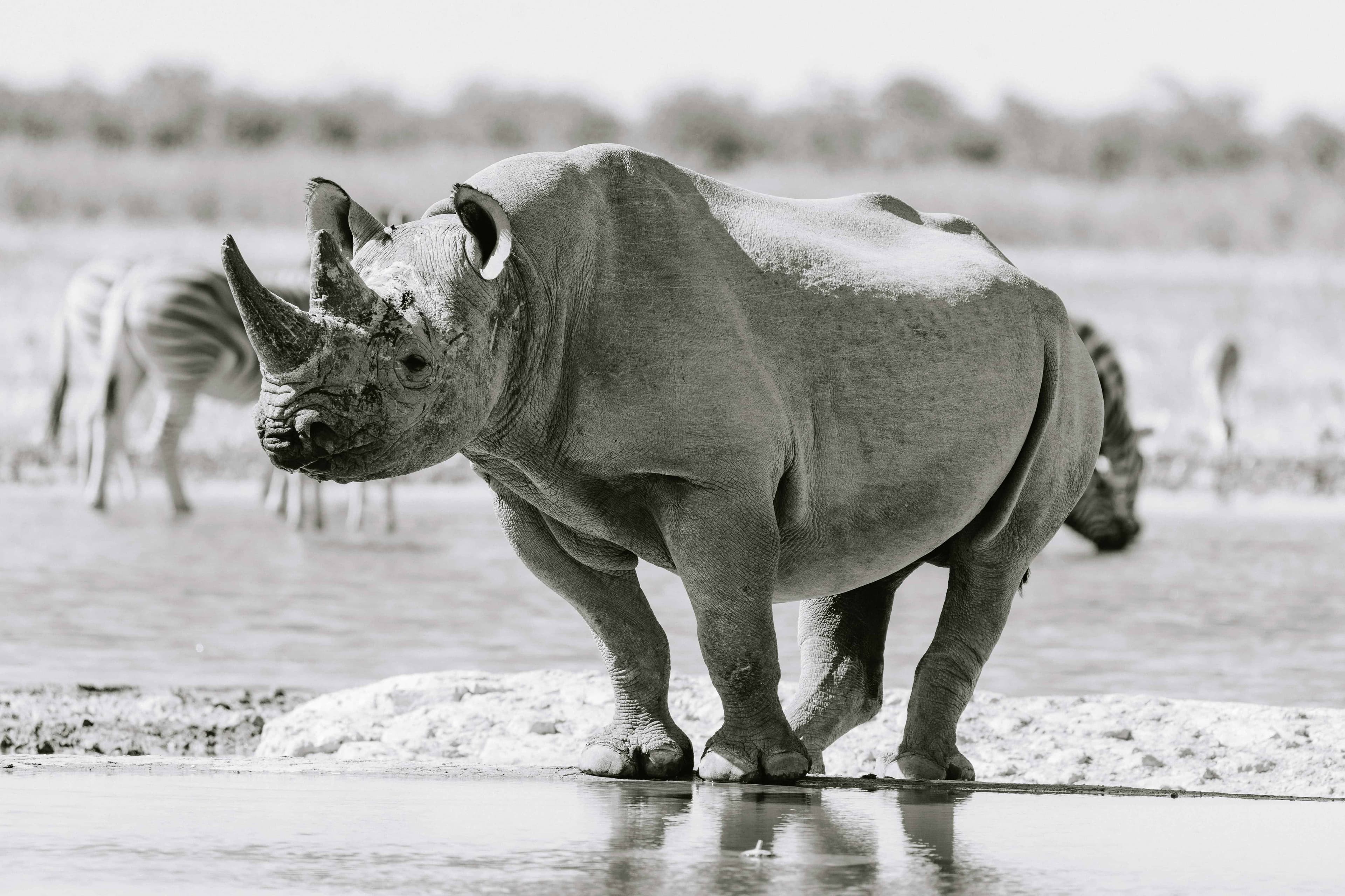 Rhino