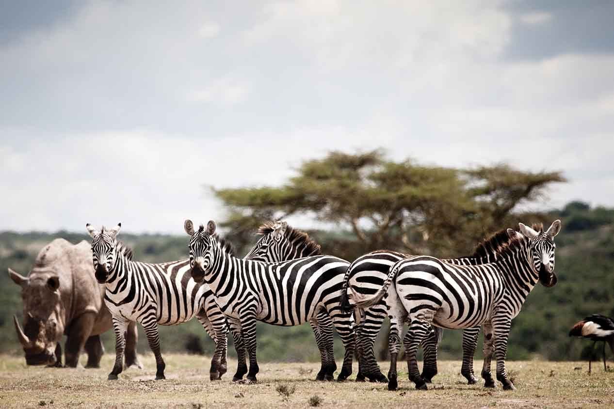 solio lodge WILDLIFE GAME DRIVES zebra