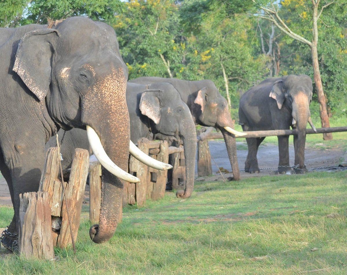 theppakadu elephant camp