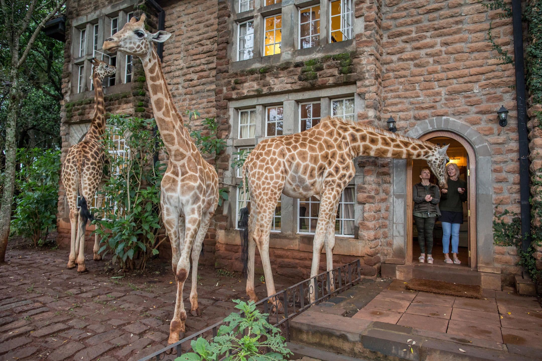 Giraffe Manor