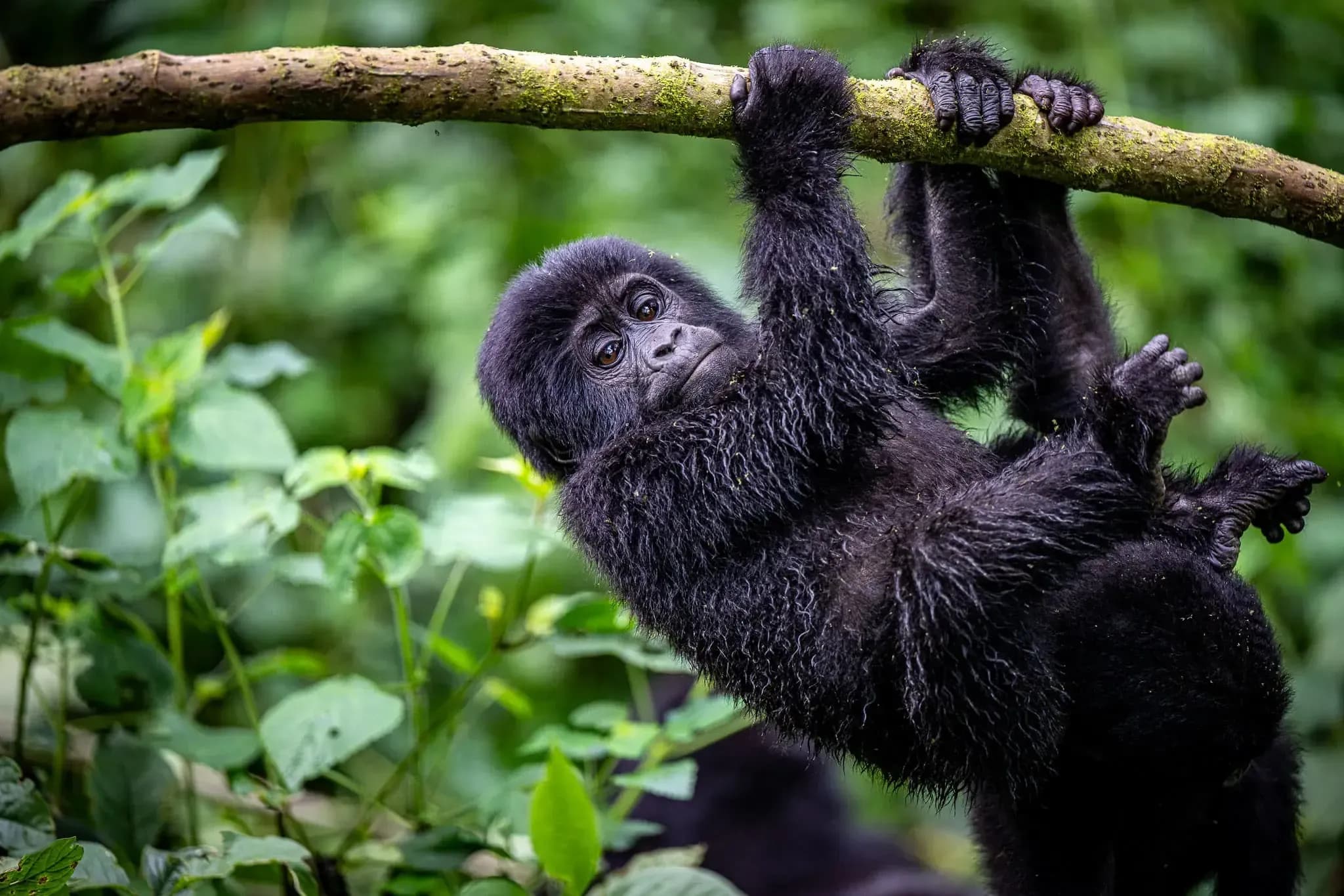 Clouds Mountain Gorilla Lodge
